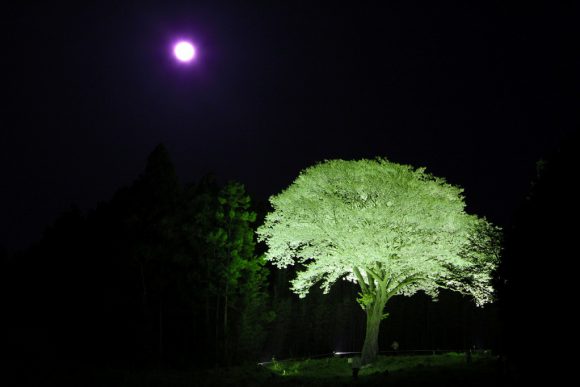 “Moonlight Sakura” -must to see it before you die ! –
