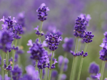 Lavender aroma's “Brain rejuvenation” effect!